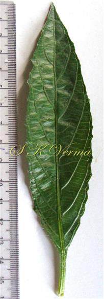  Leaf-Adaxial view